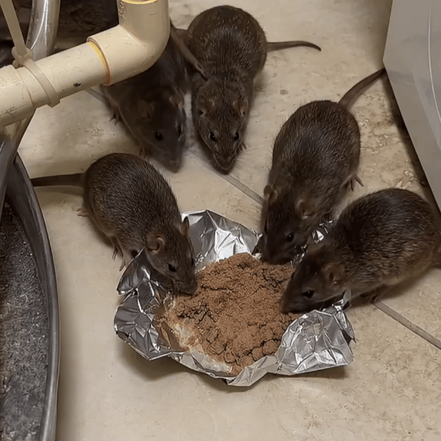 Segni della presenza di topi e ratti in casa